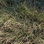 Festuca eskia habit picture by Yoan MARTIN (cc-by-sa)