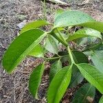 Garcinia mangostana leaf picture by Didi J. Santri (cc-by-sa)