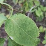 Sambucus nigra leaf picture by 4wixy jhon (cc-by-sa)