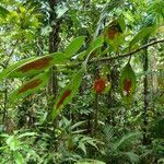 Nematanthus fritschii habit picture by Renato Lima (cc-by-nc-sa)