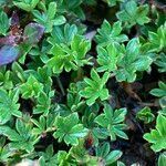 Geranium sibbaldioides leaf picture by Fabien Anthelme (cc-by-sa)