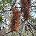 Banksia ericifolia flower picture by Paige Macgregor (cc-by-sa)