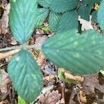 Rubus pedatifolius leaf picture by liliane marabotto (cc-by-sa)