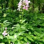 Hesperis matronalis habit picture by santepIab (cc-by-sa)