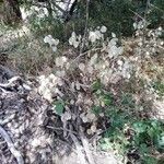 Lunaria annua habit picture by marie herodote (cc-by-sa)