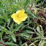 Oenothera macrocarpa flower picture by Folks Frag (cc-by-sa)