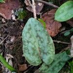 Erythronium dens-canis leaf picture by Alenka Vesel (cc-by-sa)