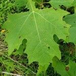 Smallanthus uvedalia leaf picture by Brad Kelley (cc-by-sa)