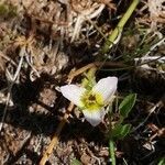 Damasonium polyspermum flower picture by Lionel Jacquot (cc-by-sa)