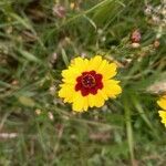 Coreopsis basalis flower picture by Olivier Pasquier (cc-by-sa)