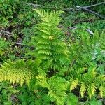 Dryopteris dilatata habit picture by Pierre LEON (cc-by-sa)