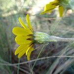 Robinsonecio gerberifolius flower picture by Fabien Anthelme (cc-by-sa)