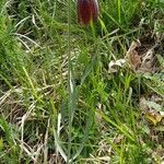 Fritillaria montana habit picture by mauro buscarini (cc-by-sa)