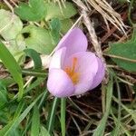 Crocus laevigatus flower picture by Pokotilo Olga (cc-by-sa)