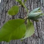 Magnolia acuminata flower picture by Gray Simpson (cc-by-sa)