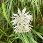 Astrantia minor flower picture by Agustín Rivas (cc-by-sa)