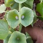 Moluccella laevis flower picture by احمد الحايك (cc-by-sa)