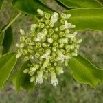 Premna serratifolia flower picture by nicoplant (cc-by-sa)