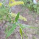 Salix caroliniana leaf picture by Chris Griggs (cc-by-sa)