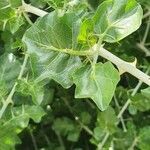 Solanum arundo leaf picture by susan brown (cc-by-sa)