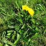 Crepis conyzifolia habit picture by Alain Bigou (cc-by-sa)