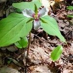 Trillium undulatum leaf picture by Caterina Lanzilotta-Moore (cc-by-sa)