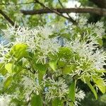 Chionanthus retusus flower picture by Зобенко Андрей (cc-by-sa)