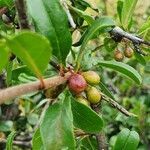 Rhamnus staddo fruit picture by susan brown (cc-by-sa)