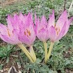 Colchicum bivonae flower picture by Rossen Vassilev (cc-by-sa)