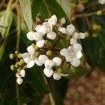 Nectandra membranacea flower picture by Schnittler Martin (cc-by-sa)