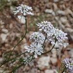 Iberis pinnata habit picture by Yoan MARTIN (cc-by-sa)