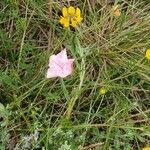 Convolvulus cantabrica flower picture by Krol Jan (cc-by-sa)