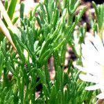 Erigeron compositus leaf picture by Jack Pommer (cc-by-sa)