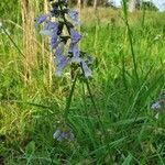 Salvia lyrata habit picture by Brad Kelley (cc-by-sa)