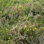 Ulex gallii habit picture by Pierre LEON (cc-by-sa)