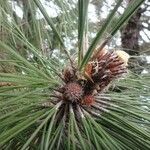 Pinus canariensis fruit picture by Jean-Christophe Lombardo (cc-by-sa)