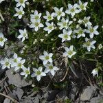 Arenaria ciliata flower picture by Bruno Lemiere (cc-by-sa)