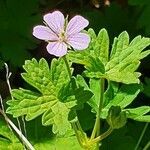 Geranium aculeolatum flower picture by susan brown (cc-by-sa)