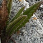 Senecio rhizomatus leaf picture by Fabien Anthelme (cc-by-sa)