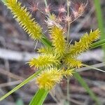 Cyperus ligularis flower picture by Trap Hers (cc-by-sa)