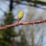 Melilotus albus fruit picture by Llandrich anna (cc-by-sa)