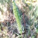 Phleum phleoides flower picture by ayala gonzalez (cc-by-sa)