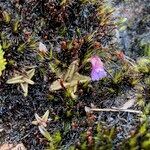 Pinguicula calyptrata habit picture by Fabien Anthelme (cc-by-sa)