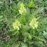 Pedicularis foliosa habit picture by Jacques Zuber (cc-by-sa)