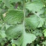 Lactuca biennis leaf picture by Marilyse Goulet (cc-by-sa)