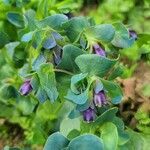 Cerinthe glabra flower picture by Gérard JOLLY (cc-by-sa)