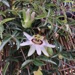 Passiflora caerulea habit picture by Pérez Félix (cc-by-sa)