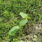 Clematis integrifolia leaf picture by sloviakiangirl (cc-by-sa)