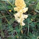 Orobanche caryophyllacea flower picture by helene novaresio (cc-by-sa)