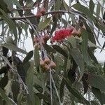 Eucalyptus leucoxylon flower picture by rich man (cc-by-sa)